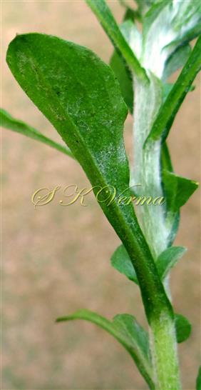  Leaf